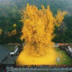 獨樹自成森林!1400年前種下的銀杏樹 秋天「落一地金黃」美到驚心