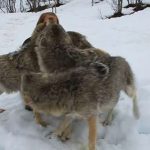 馬麻回來了~飼育員復工「4狼急討抱抱」 尾巴「裝馬達」狂甩網笑翻:根本大狗