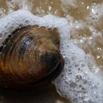 百年蚌精!他在海灘挖到「1公斤巨蚌」 鑑定發現「已活214歲」下場曝光